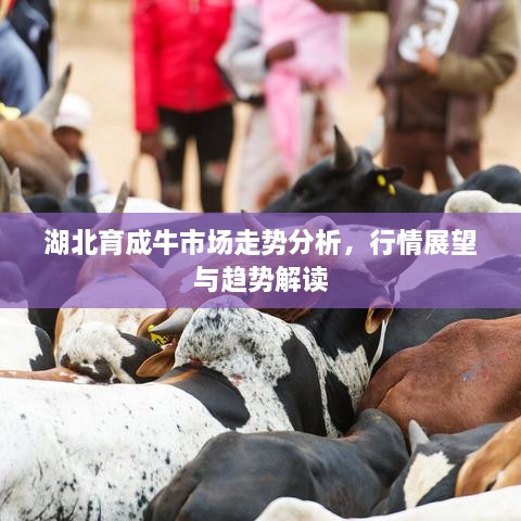 湖北育成牛市場走勢(shì)分析，行情展望與趨勢(shì)解讀