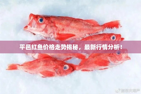 平邑紅魚價格走勢揭秘，最新行情分析！