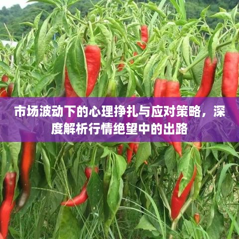 市場波動(dòng)下的心理掙扎與應(yīng)對(duì)策略，深度解析行情絕望中的出路