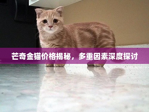 芒奇金貓價(jià)格揭秘，多重因素深度探討
