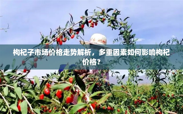 枸杞子市場(chǎng)價(jià)格走勢(shì)解析，多重因素如何影響枸杞價(jià)格？