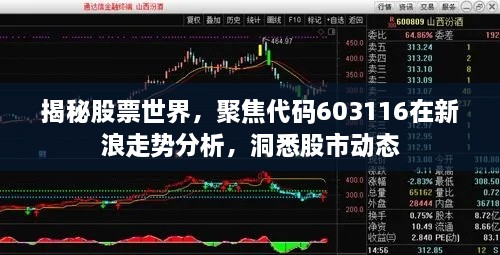 揭秘股票世界，聚焦代碼603116在新浪走勢分析，洞悉股市動態(tài)