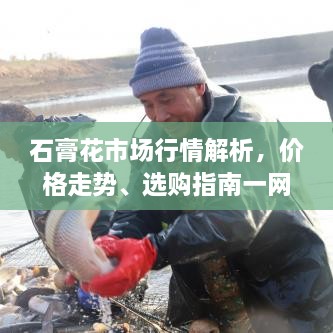 石膏花市場行情解析，價格走勢、選購指南一網(wǎng)打盡