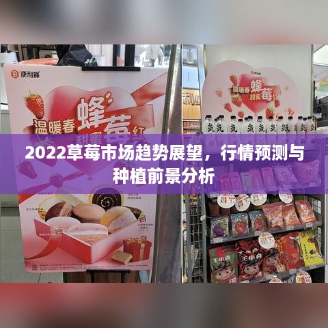 2022草莓市場趨勢展望，行情預測與種植前景分析