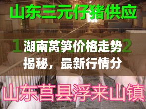 湖南萵筍價格走勢揭秘，最新行情分析與市場動態(tài)