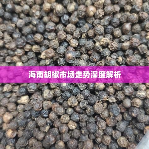 海南胡椒市場走勢深度解析
