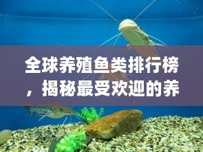 全球養(yǎng)殖魚類排行榜，揭秘最受歡迎的養(yǎng)殖魚類種類！