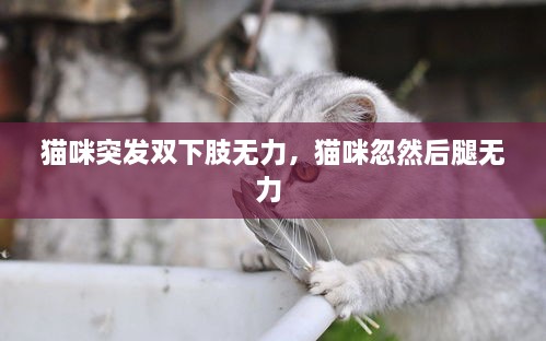 貓咪突發(fā)雙下肢無(wú)力，貓咪忽然后腿無(wú)力 