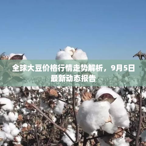 全球大豆價格行情走勢解析，9月5日最新動態(tài)報告