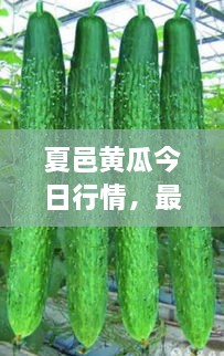 夏邑黃瓜今日行情，最新價(jià)格一網(wǎng)打盡