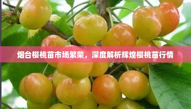 煙臺(tái)櫻桃苗市場(chǎng)繁榮，深度解析輝煌櫻桃苗行情