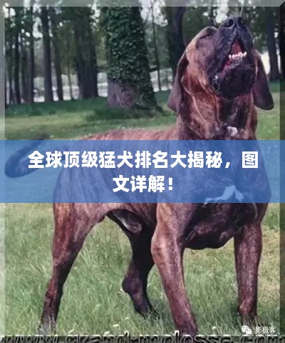 全球頂級(jí)猛犬排名大揭秘，圖文詳解！
