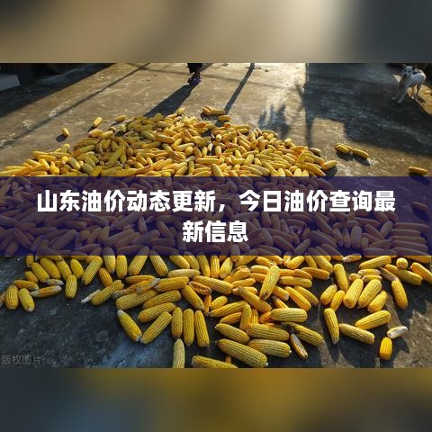 山東油價(jià)動(dòng)態(tài)更新，今日油價(jià)查詢最新信息