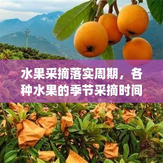水果采摘落實(shí)周期，各種水果的季節(jié)采摘時(shí)間書 