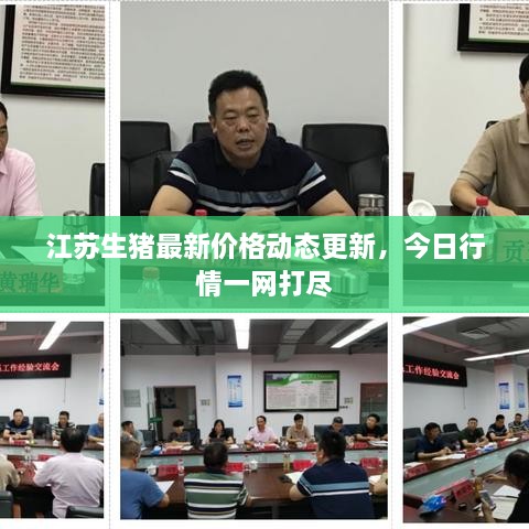 江蘇生豬最新價格動態(tài)更新，今日行情一網(wǎng)打盡