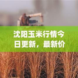 沈陽玉米行情今日更新，最新價(jià)格走勢(shì)分析