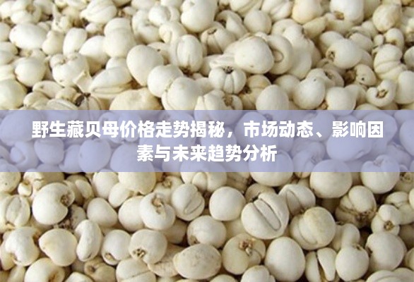 野生藏貝母價(jià)格走勢揭秘，市場動(dòng)態(tài)、影響因素與未來趨勢分析