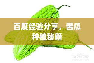 百度經(jīng)驗(yàn)分享，苦瓜種植秘籍