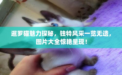 暹羅貓魅力探秘，獨(dú)特風(fēng)采一覽無(wú)遺，圖片大全驚艷呈現(xiàn)！