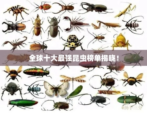 全球十大最強(qiáng)昆蟲榜單揭曉！