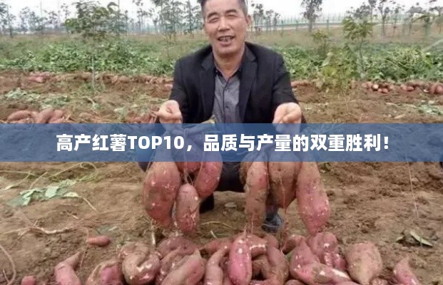 高產(chǎn)紅薯TOP10，品質(zhì)與產(chǎn)量的雙重勝利！
