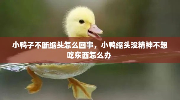 小鴨子不斷縮頭怎么回事，小鴨縮頭沒(méi)精神不想吃東西怎么辦 