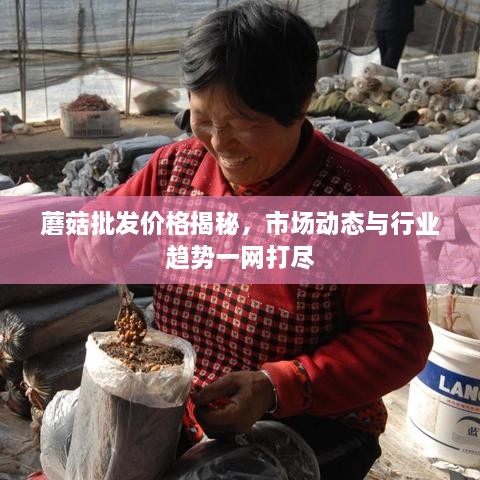 蘑菇批發(fā)價(jià)格揭秘，市場動(dòng)態(tài)與行業(yè)趨勢一網(wǎng)打盡