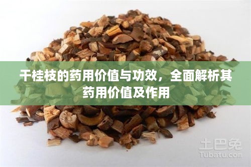 干桂枝的藥用價值與功效，全面解析其藥用價值及作用