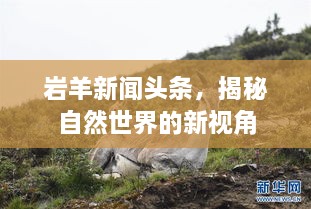 巖羊新聞頭條，揭秘自然世界的新視角
