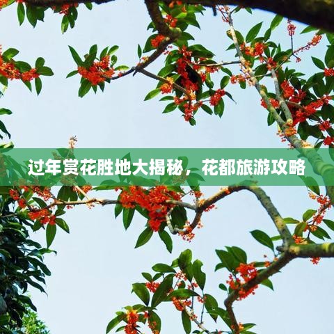 過(guò)年賞花勝地大揭秘，花都旅游攻略