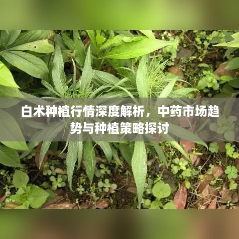 白術(shù)種植行情深度解析，中藥市場趨勢與種植策略探討