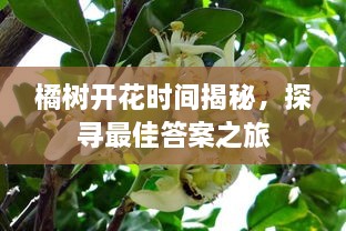 橘樹開花時間揭秘，探尋最佳答案之旅