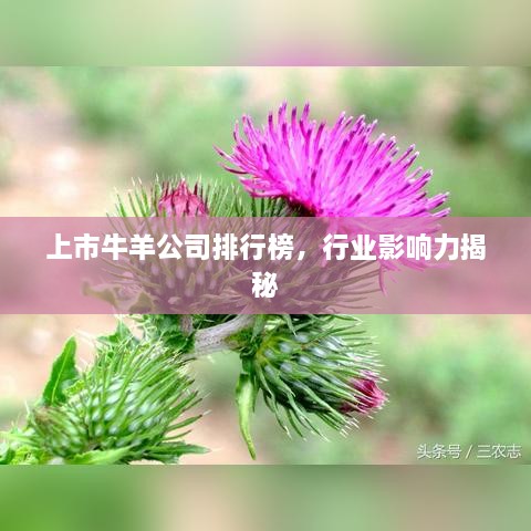 上市牛羊公司排行榜，行業(yè)影響力揭秘