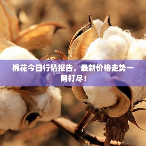 棉花今日行情報告，最新價格走勢一網(wǎng)打盡！