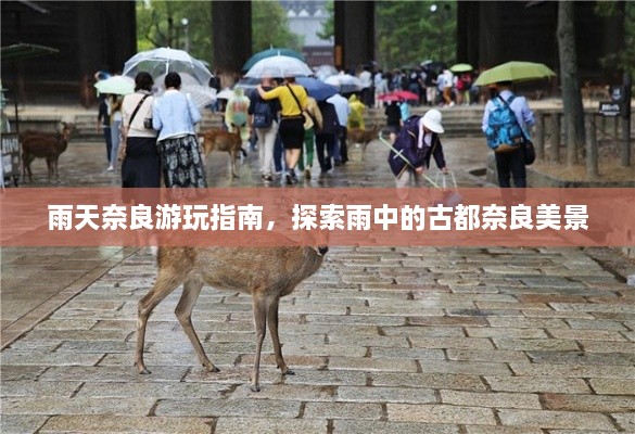 雨天奈良游玩指南，探索雨中的古都奈良美景
