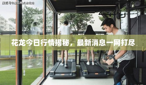 花龍今日行情揭秘，最新消息一網(wǎng)打盡