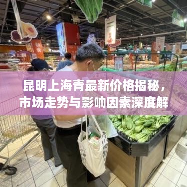 昆明上海青最新價(jià)格揭秘，市場(chǎng)走勢(shì)與影響因素深度解析