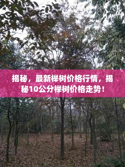 揭秘，最新櫸樹價格行情，揭秘10公分櫸樹價格走勢！