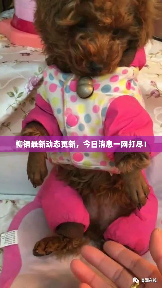 柳鋼最新動態(tài)更新，今日消息一網(wǎng)打盡！