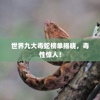 世界九大毒蛇榜單揭曉，毒性驚人！