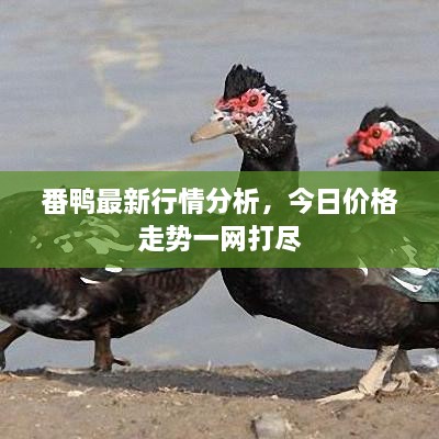 番鴨最新行情分析，今日價格走勢一網(wǎng)打盡