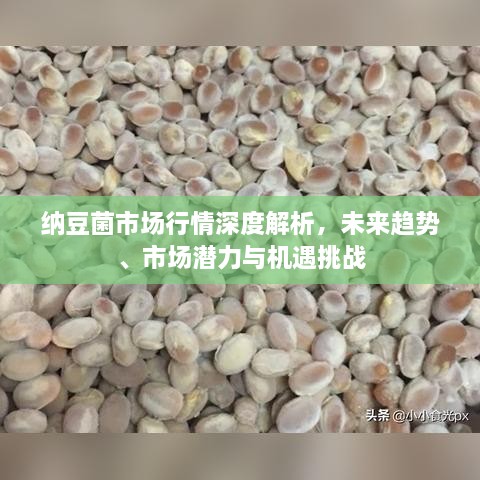 納豆菌市場(chǎng)行情深度解析，未來(lái)趨勢(shì)、市場(chǎng)潛力與機(jī)遇挑戰(zhàn)