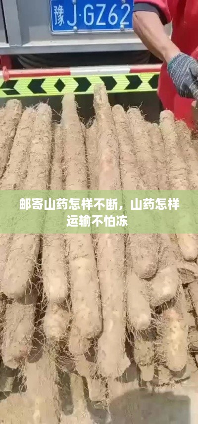 郵寄山藥怎樣不斷，山藥怎樣運輸不怕凍 