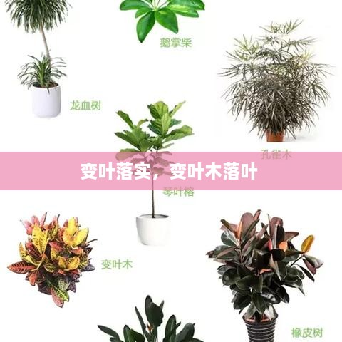 變?nèi)~落實(shí)，變?nèi)~木落葉 