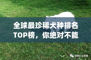 全球最珍稀犬種排名TOP榜，你絕對不能錯(cuò)過！